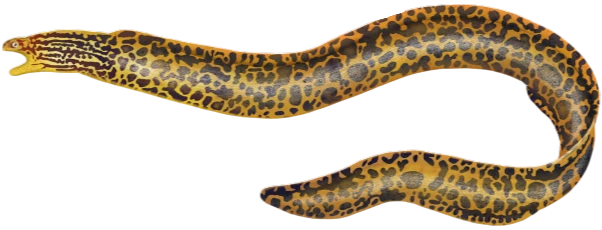 Ferskvandsmuræne (Gymnothorax polyuranodon)